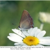 satyrium acaciae acaciae female 2